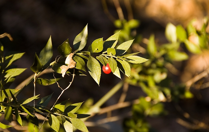 Pungitopo - Ruscus Aculeatus